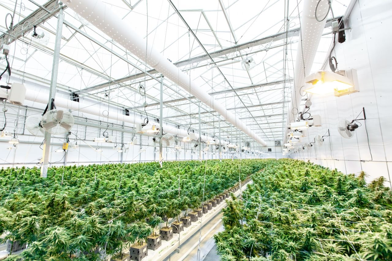 our-mission-01 Vibrant cannabis plants growing inside a well-lit greenhouse facility for organic hemp cultivation.