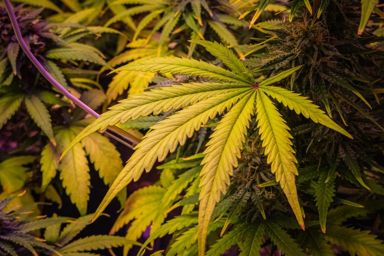 Detailed view of lush cannabis leaves showcasing bright green colors in indoor cultivation.