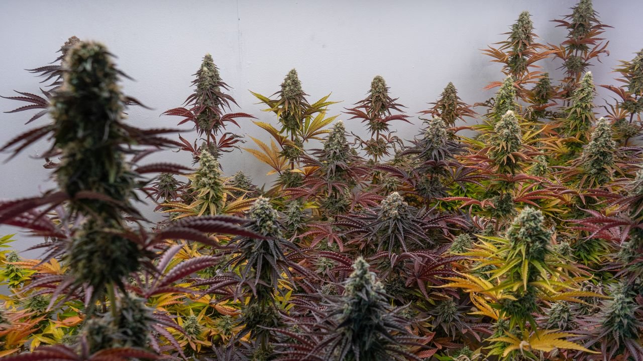 faq-img Vibrant indoor cannabis plants in a cultivation room, Silla, Spain.